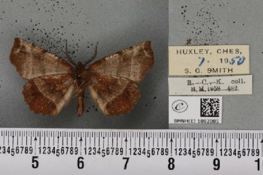 Selenia dentaria ab. brunneopustulata Smith, 1951 - BMNHE_1882085_447682