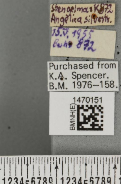 Melanagromyza angeliciphaga Spencer, 1969 - BMNHE_1470151_a_label_44702