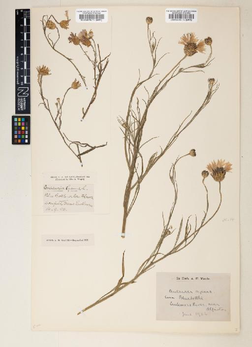 Centaurea cyanus L. - 000584878