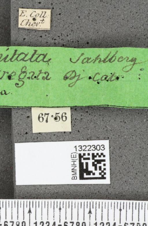 Diabrotica limitata (Sahlberg, C.R., 1823) - BMNHE_1322303_label_18579