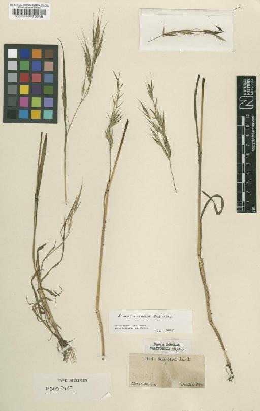 Bromus carinatus Hook. & Arn. - BM000554833 (2)