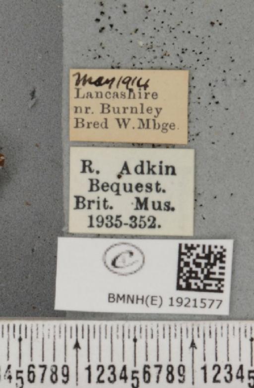 Ematurga atomaria (Linnaeus, 1758) - BMNHE_1921577_label_486865