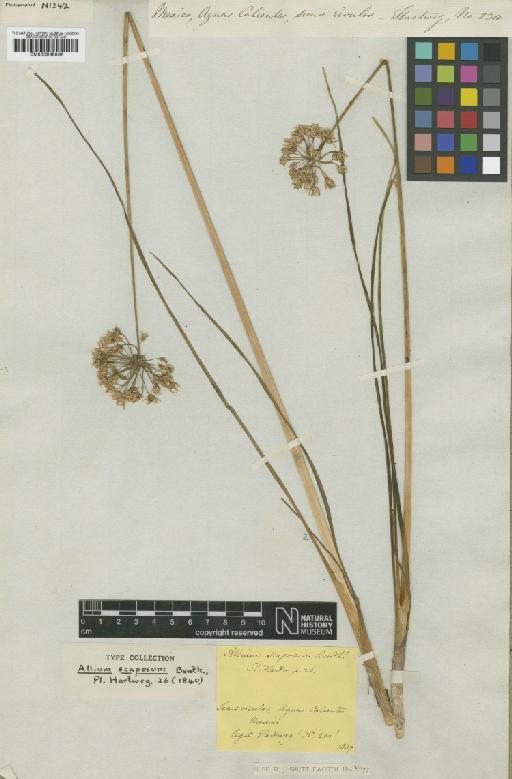 Allium scaposum Benth. - BM000938066