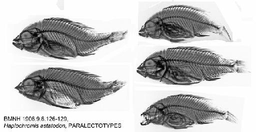 Haplochromis astatodon Regan, 1921 - BMNH 1906.9.6.126-129, Haplochromis astatodon, PARALECTOTYPES, Radiograph