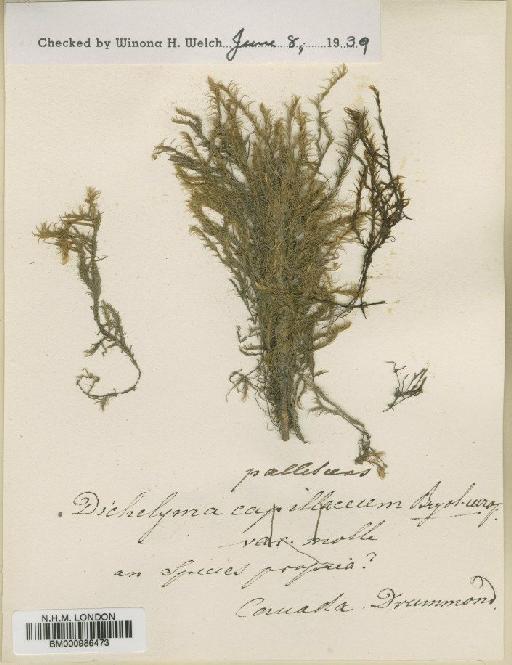 Dichelyma pallescens Bruch, Schimp. & W.Gümbel - BM000986473
