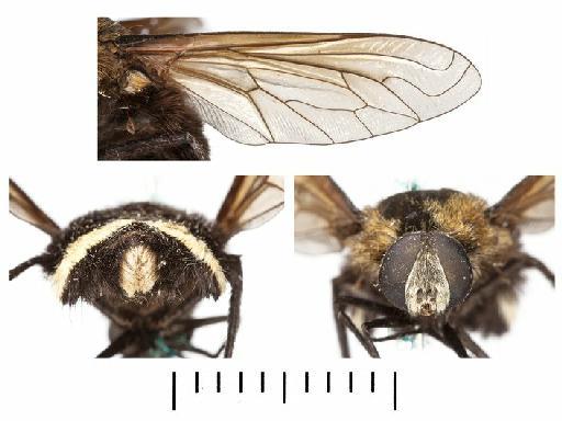 Bryodemina fasciata (Williston, 1901) - 1030049, Holotype, Bryodemina fasciata wing, terminalia and head