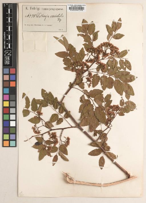 Dalbergia frutescens (Vell.) Britton - BM000538542