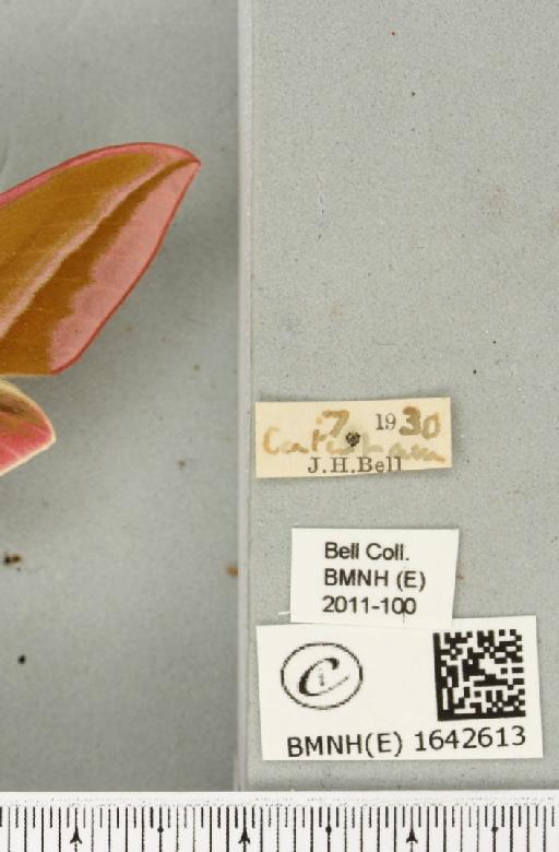 Deilephila elpenor (Linnaeus, 1758) - BMNHE_1642613_label_241180