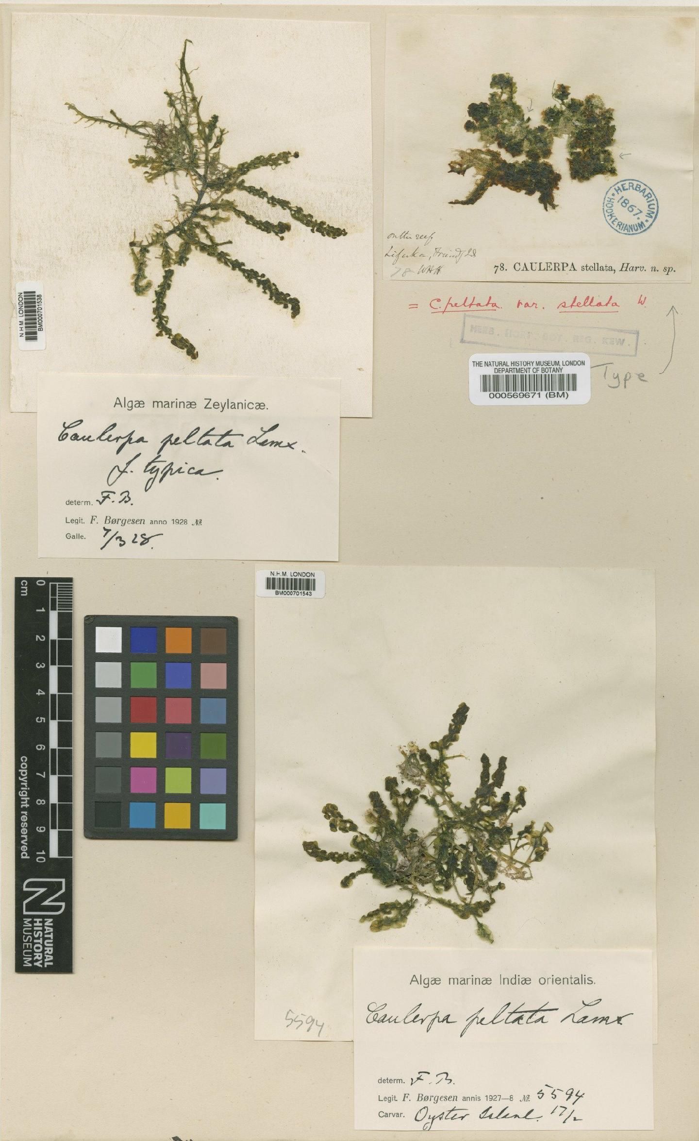 To NHMUK collection (Caulerpa peltata var. stellata (Harv. ex J.Agardh) Weber Bosse; NHMUK:ecatalogue:688093)