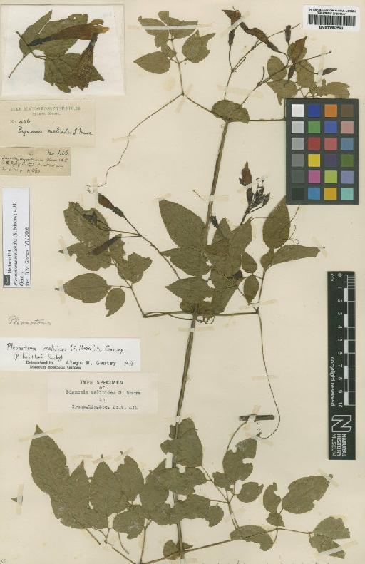 Pleonotoma melioides (Moore) Gentry - BM000882583