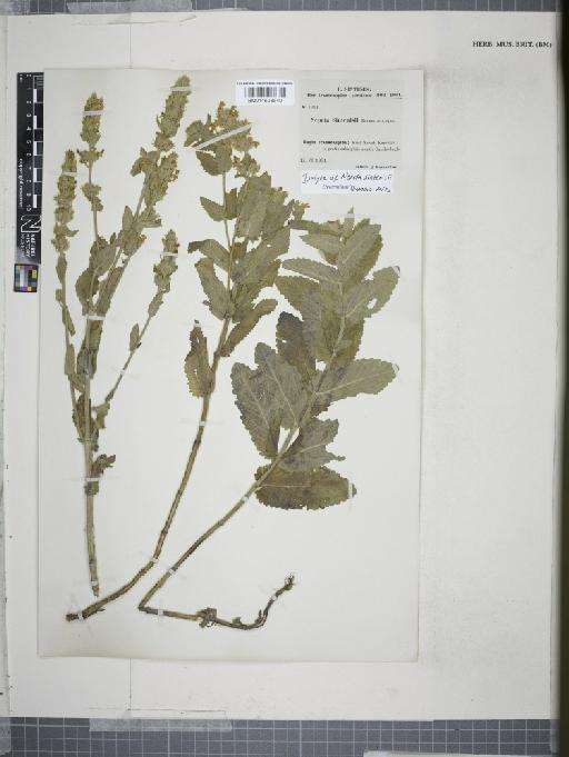 Nepeta sintenisii Bornm. - 014608640