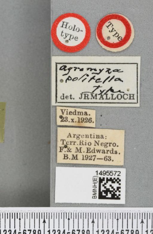 Liriomyza politella Malloch, 1934 - BMNHE_1495572_label_50860