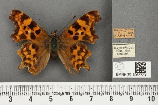 Polygonia c-album (Linnaeus, 1758) - BMNHE_1062723_23669