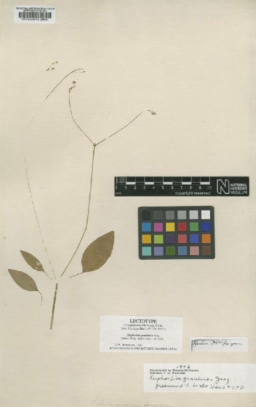 Euphorbia graminea Jacq. - BM000510672