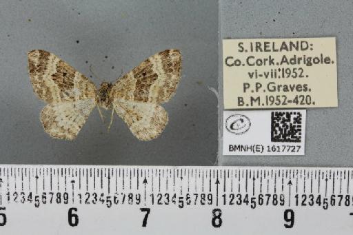 Epirrhoe alternata alternata (Müller, 1764) - BMNHE_1617727_316207