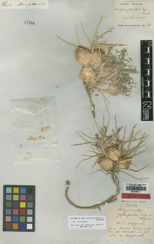 Astragalus piptocephalus Boiss. & Hausskn. - BM000885217
