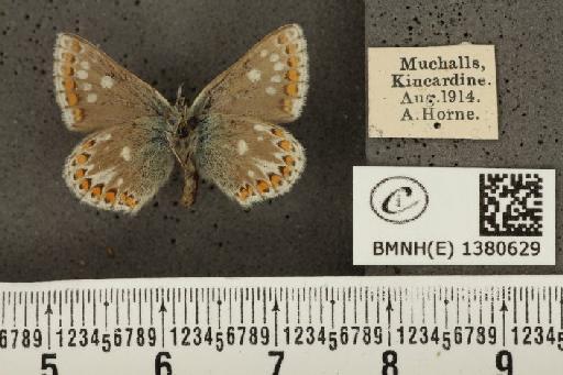 Aricia artaxerxes artaxerxes (Fabricius, 1793) - BMNHE_1380629_179127