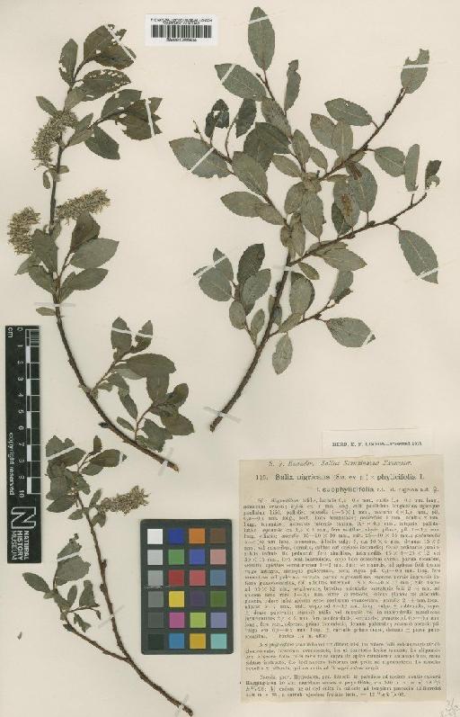 Salix nigricans Sm. - BM001066934