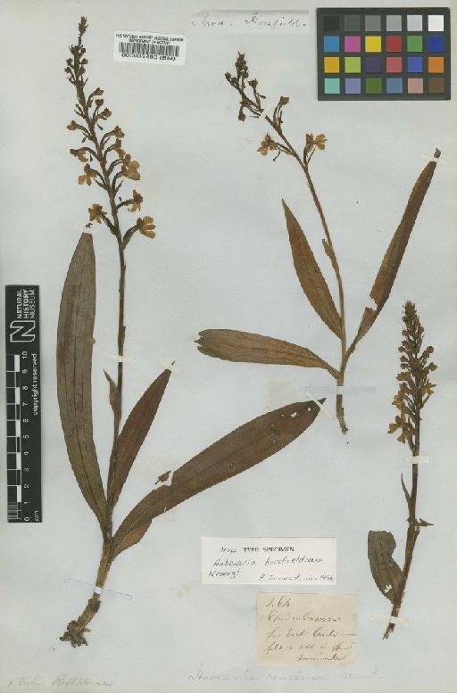 Habenaria horsfieldiana Kraenzl. - BM000033483