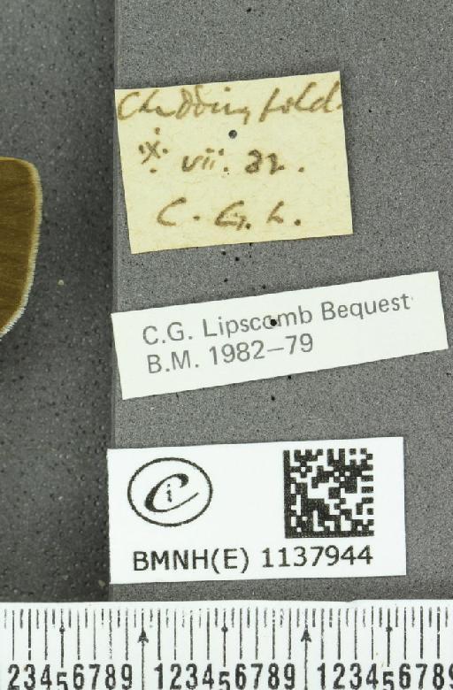 Thecla betulae (Linnaeus, 1758) - BMNHE_1137944_label_95052