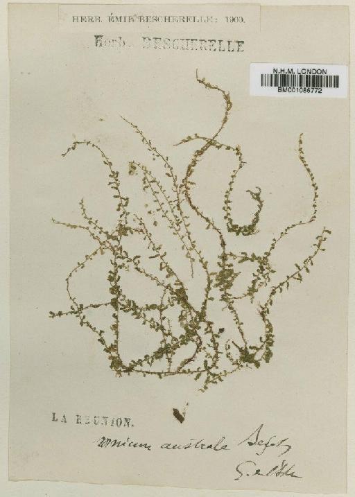Plagiomnium rhynchophorum (Hook.) T.J.Kop. - BM001086772