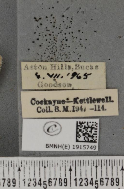Ectropis crepuscularia (Denis & Schiffermüller, 1775) - BMNHE_1915749_label_482443
