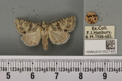 Nyctobrya muralis (Forster, 1771) - NHMUK_010527400_581227