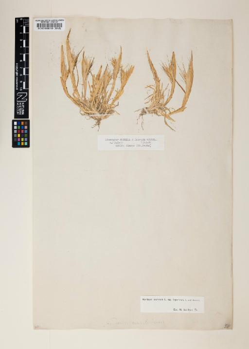 Hordeum murinum subsp. leporinum (Link) Arcang. - 000060619