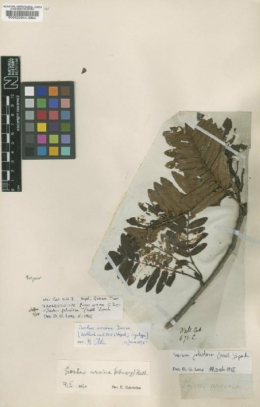 Sorbus foliolosa var. foliolosa (Wall.) Spach - BM000522004
