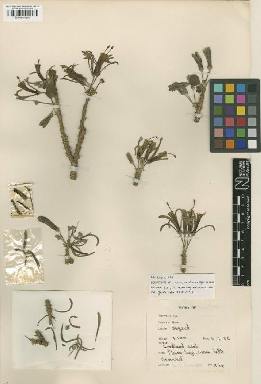 Turraea socotrana Styles & F.White - BM001124363