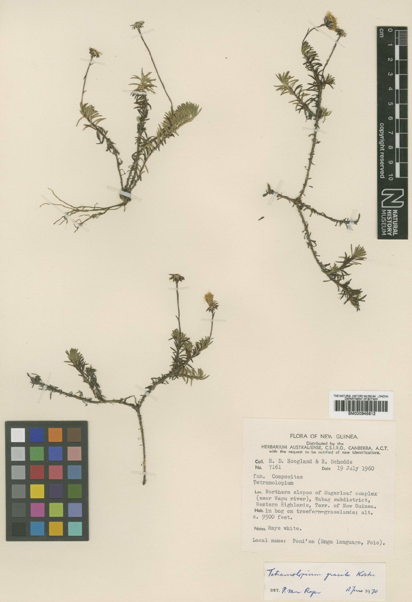 To NHMUK collection (Tetramolopium gracile Koster; Type; NHMUK:ecatalogue:472726)