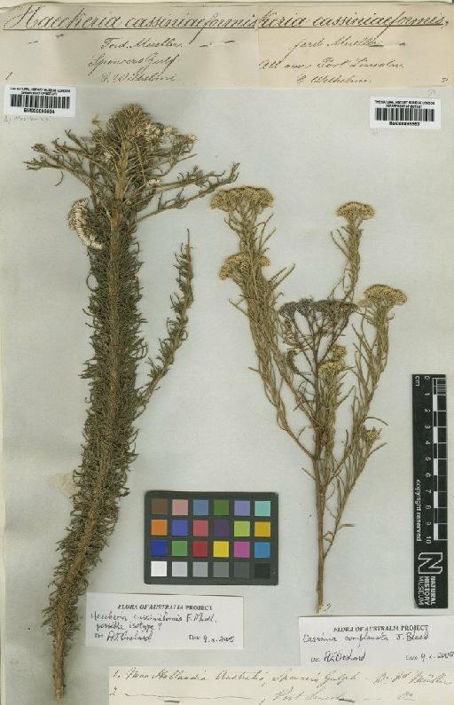 Humea cassiniacea F.Muell. - BM000895553