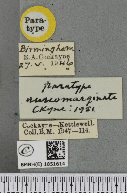 Abraxas grossulariata ab. aureomarginata Cockayne, 1951 - BMNHE_1851614_label_415021