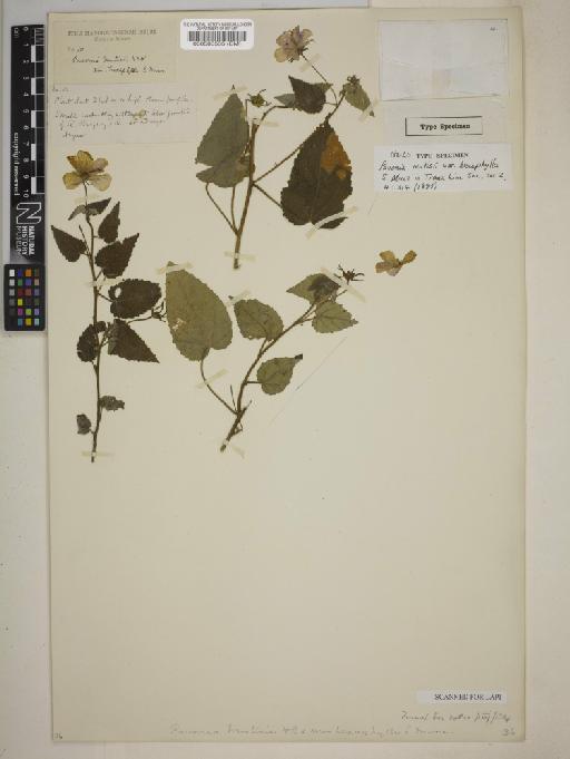 Pavonia hexaphylla (Moore) Krapovickas - BM000583535