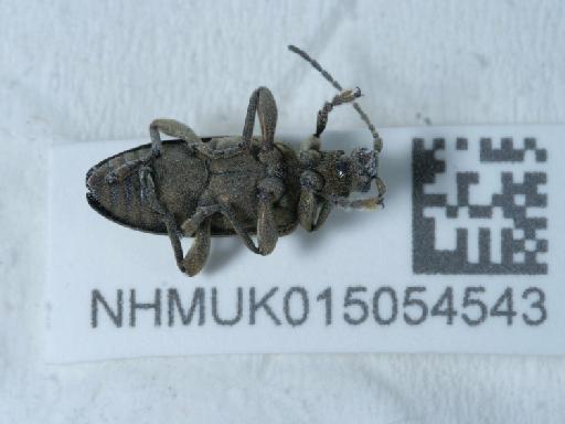 Plateumaris (Euplateumaris) sericea sibirica (Solsky, 1872) - 015054543_3