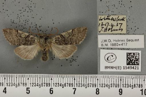 Achlya flavicornis galbanus Tutt, 1891 - BMNHE_1549421_239011