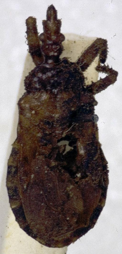 Physoderes javanica Miller, N.C.E., 1940 - Physoderes javanica-BMNH(E)1706244-Holotype female dorsal UCR_ENT 00018537