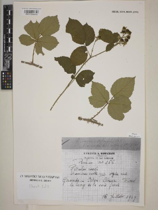 Rubus × assurgens Boulay & Bouvet ex Lefèvre - BM013865878