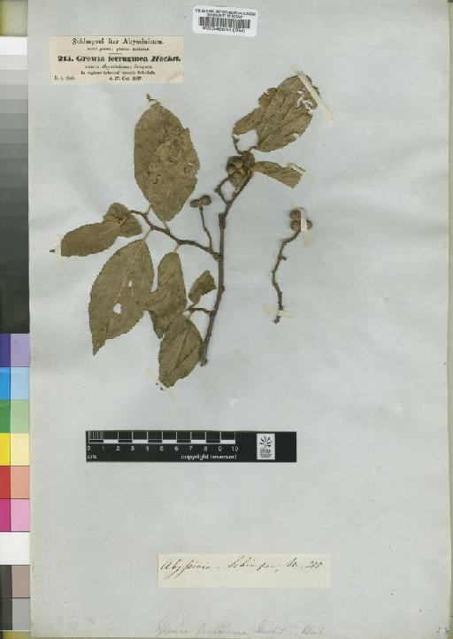 Grewia ferruginea A.Rich. - BM000546653