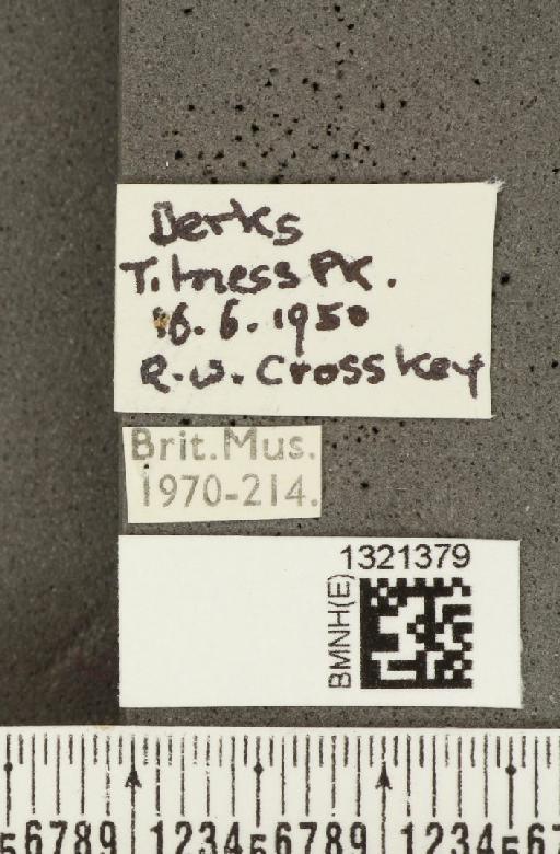 Crioceris (Crioceris) asparagi (Linnaeus, 1758) - BMNHE_1321379_label_11470