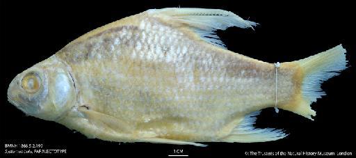 Systomus bulu Bleeker, 1851 - BMNH 1866.5.2.199 Systomus bulu, PARALECTOTYPE