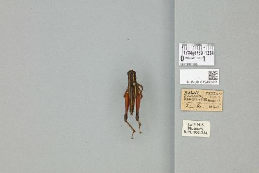 Meltripata antennata (Miller, N.C.E., 1934) - 012498411_71421_90618