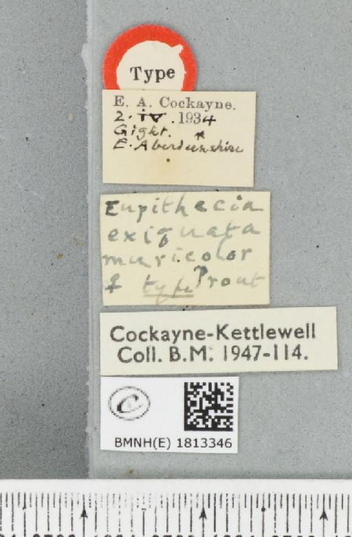 Eupithecia exiguata (Hübner, 1813) - BMNHE_1813346_label_393039