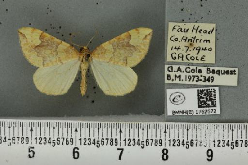 Eulithis populata (Linnaeus, 1758) - BMNHE_1762672_344134