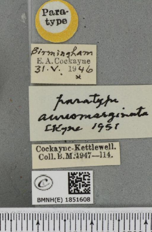 Abraxas grossulariata ab. aureomarginata Cockayne, 1951 - BMNHE_1851608_label_415015