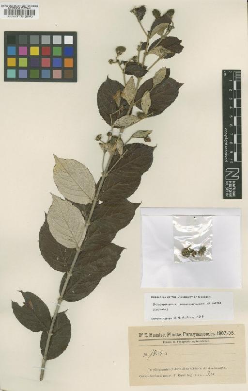Banisteriopsis paraguariensis Gates - BM000583135