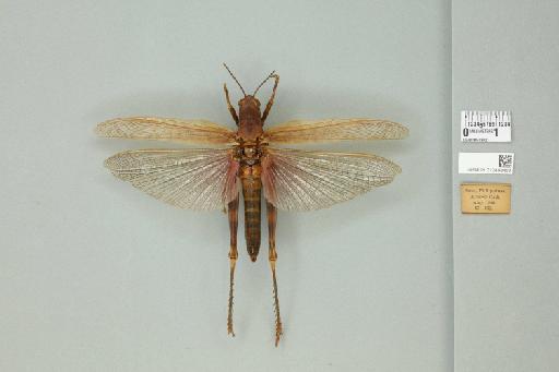 Valanga nigricornis fortis (Walker, 1870) - 012498450_71900_91489