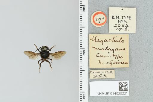 Chalicodoma malayanum (Cameron, P., 1901) - 014026231_835592_1629543-