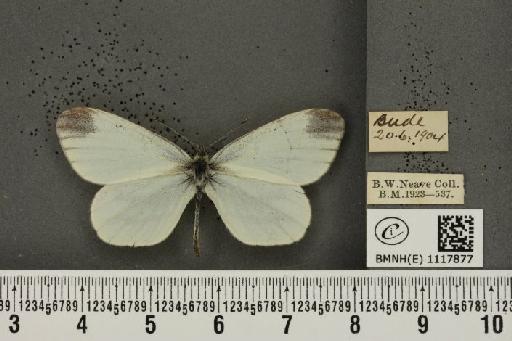 Leptidea sinapis sinapis Linnaeus, 1758 - BMNHE_1117877_73050