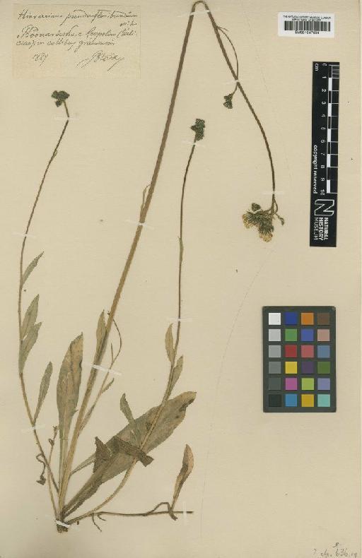 Hieracium floribundum subsp. pseudofloribundum Rehm - BM001047604